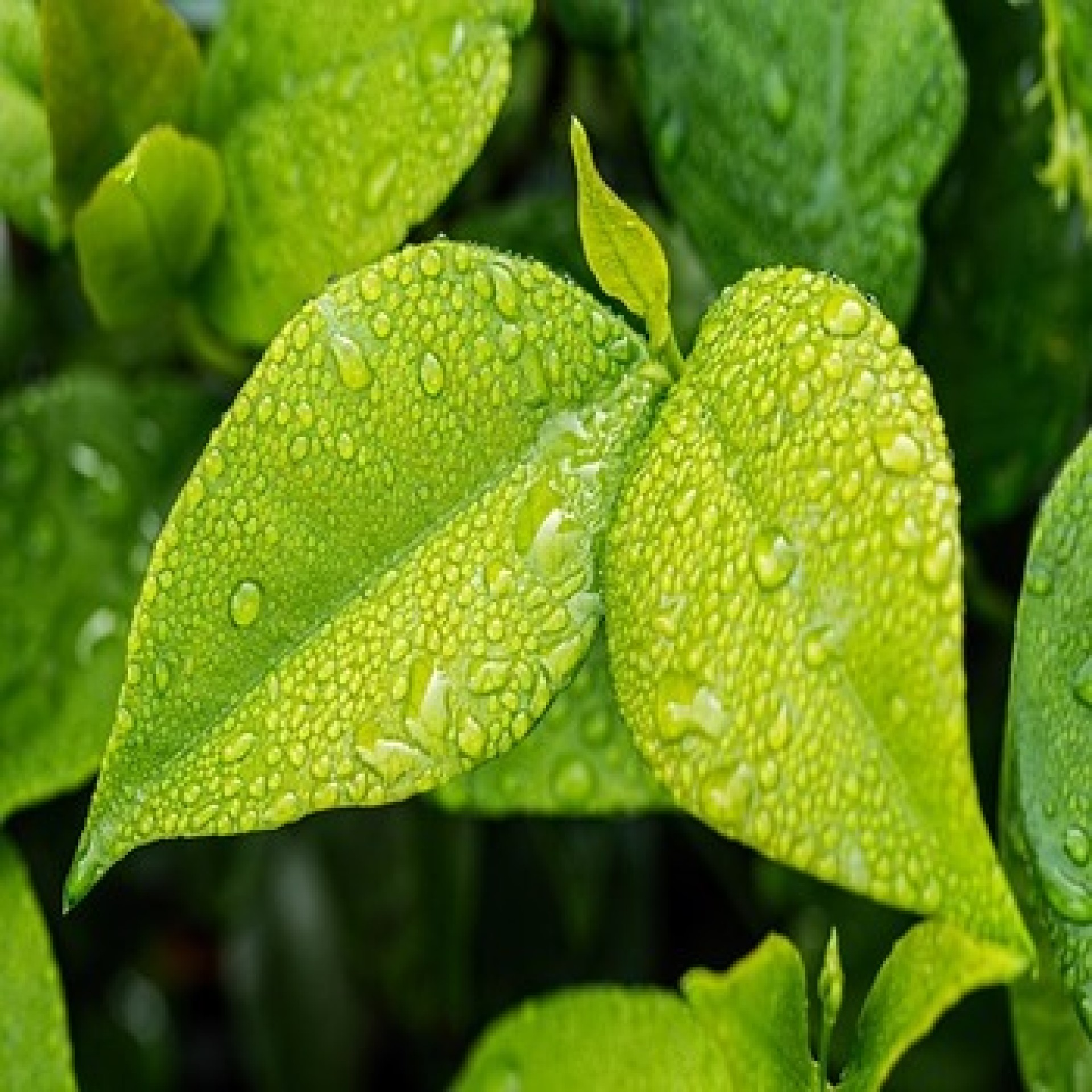 CURSO DE AUDITORIA E PERÍCIA AMBIENTAL